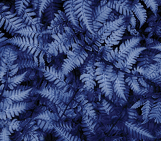 Benartex Winter’s Pearl Ferns Cobalt Blue